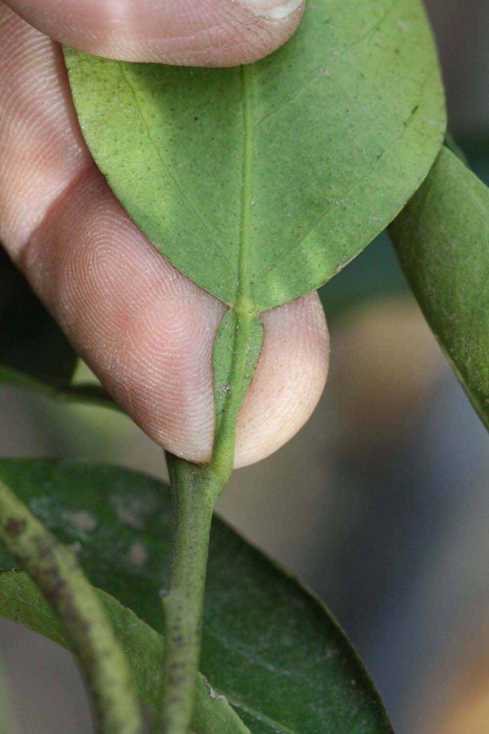              Petiole (Riverside, CA)       